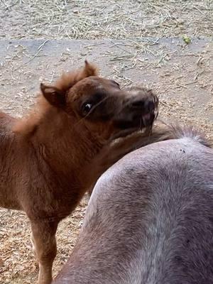 Throwback to naughty baby Hot Sauce trying to chew mama’s tail off #paizleysponies #paintedponiesranch #farmlife #minihorse #ponies #horsetok #horse #animals #ranch #pets #adorableanimals #funnyanimals #minihorses #minihorsesoftiktok #horsegirl #horses 