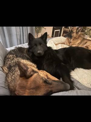 Trinity and Charlie bear! #graystonefarmsgsd #gsdmomlife #gsd #blackgsdsoftiktok #gsdoftiktok 