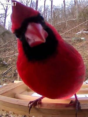 Extreme close-up of a male Cardinal eating at a feeder. #bird #birds #feedingbirds #cardinals #birdfy 