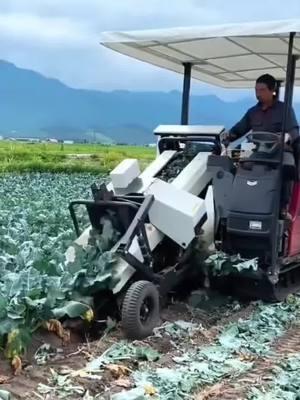 #CapCut Automatic picking of broccoli #harvester #Pickingbroccoli