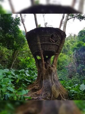 Building a Vine House on an Old Tree - Part 2 #bushcraft #build #camp #camping #survival #shelter #wildlife #Outdoors #outdoor #viralvideo #fyp #shorts #construction