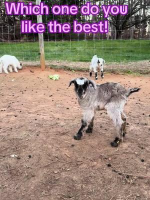 #faintinggoats #fainters #goat #myotonicgoat #funny #goats #myotonic #goatlife #goattok #farmlife #kiddingseason 