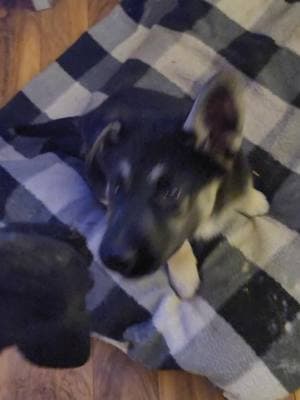 Jd crazy pup #gsd03 #gsd #gsdoftiktok #shepherd #germanshepherdsoftiktok #shepherdlove #v #fyp #fypage #shepsky #doglover #puppy #puppies #puppiespuppies 