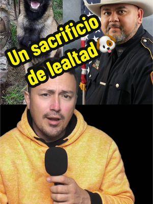 Un K9 qué entregó todo para vengar a un compañero. . . . . . . . . . #k9 #k9rocky #barzobia #texas #police #deputy #deputyjesus #dog #perro #perrito #perropolicia #dogpolice