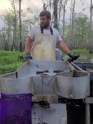 catching them mudbugs#fyp #atchafalayabasin #familytradition #crawfishing #yamaha #