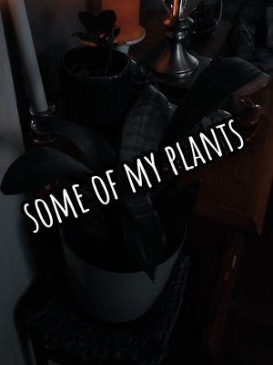 Taking care of and watching plants grow is so satisfying  #plants #iloveplants #plant #planttiktok #plantmom #plantlover #plantsoftiktok 