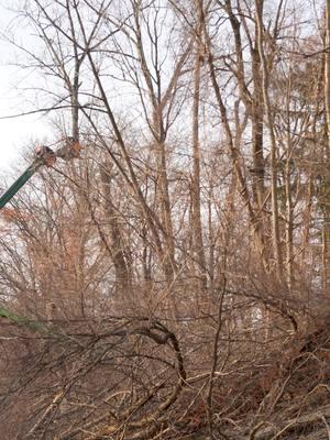 The big tree handler and little tree handler #fallbach #sennebogen #sennebogen718 