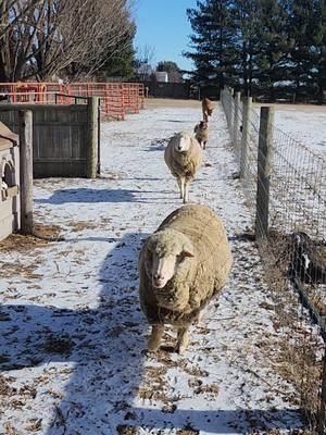 Ellie Mae is always excellent for meal time! Queenie too! #farmsanctuary #farmanimals #farmanimalrescue #morning #sheeptok 