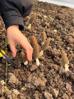 The Magical World of Morels: Harvesting, Cooking, and Enjoying!#morelmushrooms #morel 