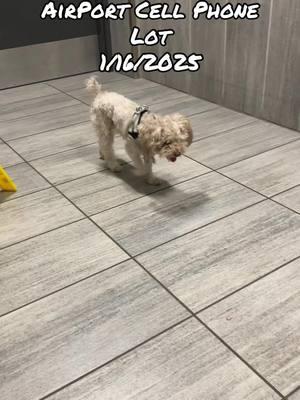 #heimdall #toypoodle #airportstop #zoomies #playball #puppyplay 