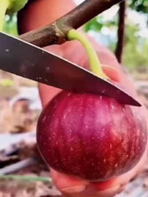 Esta es una nueva variedad de higos gigantes, fáciles de cultivar, saben muy suaves, dulces, muy deliciosos, se puede cultivar en cualquier lugar, no recoge tierra ni suelo, no tiene miedo del frío y el calor, ese año de plantación dará frutos.   #srksucculents #figtree #outdoor #reelsus   #TikTokShopLoveAtFirstFind  #spotlightfinds 