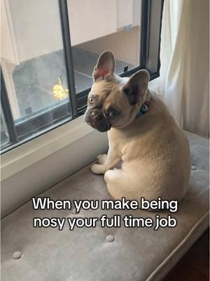 Nosy is my middle name #frenchies #frenchbulldog #dogmom #dogperson #weratedogs #dogoftheday #dogfluencer #smallcreator #mustlovedogs #dogsoftiktok #frenchiesoftiktok #frenchielover #frenchiesociety #dogtok 