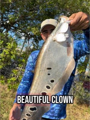 🇬🇧Catch to remember,  when you least expect 🤡🎣🔥. . 🇷🇸Ulov za pamćenje , kad se najmanje nadas 🤡🎣🔥 #clownknife #peacockbass #clownknifefish #largemouthbass #southflorida #exotic #fish #peacockbassfishing #fishingguide #peacock #aquarium #monsterfish #fllargemouthcharters #bass #fishingisacontactsport #lurelock #zebco #revitaloutdoors #powerpole #wootungsten #hydrillagear #wootungstenprostaff #guidelife #scenkostix #testedbeyondlimits #zebcofishing #quantumfishing #quantum 