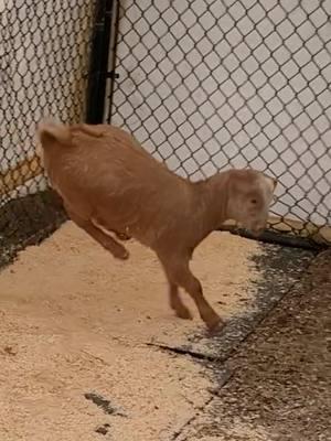 Matches is a boss 🥺🤣 #babygoat #bingbang #fyp #cuteanimals #cutegoat #goattok #farmtok #adorablegoat #boergoats #showgoats #playing #cute  #funny #funnyanimals #goatsoftiktok #goatlife #PetsOfTikTok #farmersoftiktok #farmlife 