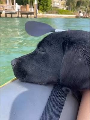 Today’s TikTok nostalgia. #coffeeforyourhead #tiktoknostalgia #nostaglia #tiktokban #puppy #puppyhood #memories #kayak #miamibeach #miami #florida #blacklab #2020 #2020tiktok #tiktokmemories 