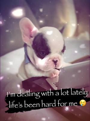 Help me vro 😢 #dog #dogsoftiktok #vro #pibble #pibblesoftiktok #vyypilgrim72 #trending #fyp #fyppppppppppppppppppppppp 