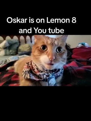 #oskar #PetsOfTikTok #catsoftiktok #orangecat 