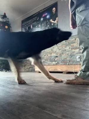 Buddy practicing his down command! 🐾 @BARKS&BEK  #k9servicesunlimited #DogTraining #downcommand #dogobedience #trainingsession #smartdog #welltrainedpup #dogtrainerlife #obedientdogs #puppytraininggoals #caninetraining