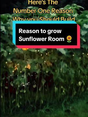 #sunflowerroom #sunflowers #sunflower #sunflowergarden #flowers #flowergarden #garden #gardentip #gardenidea #gardenproject #nighttime #gardenlights #gardenlife #farmersteve727 