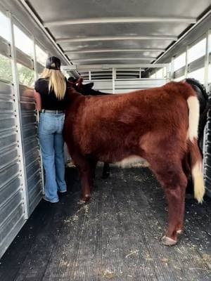 This was suppose to be posted yesterday but we made it to the South Florida Fair and are all set up. #showcattle #fyp #influencer #cattle #keepinitcountry #westernfashion #showlife #slay #viralvideo #fairtime 