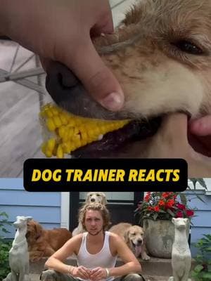 ⚠️ DOG TRAINER REACTS ⚠️ - Golden Retriever won’t let go of corn 🌽 #DogTraining #dogtrainingtips #dogtrainingadvice #puppytraining #doglover #dogpsychology #rescuedog #dogpack #reactivedog #dogpsychology #dogbehavior #fyp