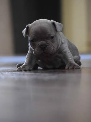 Male Frenchie is gonna be a bad mf 😮‍💨😮‍💨 #APK #alphaplugkennels🔌 #frenchie #frenchbulldog #frenchiesoftiktok #frenchies #frenchbulldogpuppy #frenchbulldogsoftiktok #fyp #fypシ #fypage #foryou #foryoupageofficiall #foryoupage 