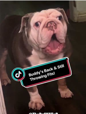 Buddy’s Back & Still Throwing a Fit! 😂 RxCKSTxR Comedy Voiceover with FanFam @Buddy Oso Go Follow Buddy Today 🫶🏾 #rxckstxr #fy #foryoupage #talkingdog #funnypetvideos #PetsOfTikTok 