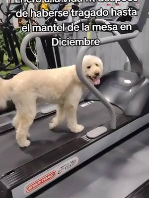 los gimnasios en enero. #humorlatino #reaccion #mexican #reaction #humor #humortiktok #humor #humorsano #comedia #comedian #risas #risastiktok #risas😂😂😂 #risasforyou #fyp #laugh #comedia #gimnasio #perros #perrostiktokers #perrostiktok #perrosgraciosos #perrosdetiktok #gym #GymTok #gymnastics #gymmotivation #gymhumor #motivation #motivacion 