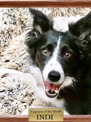 Here at McRedmond Enterpises we have a bunch of overachievers.. So hard to choose! Indi… usually Indi… 💞🤷‍♀️🐶🙄🤣 #dogs #Love #animals #indi #bordercollie #heeler #💞🐶🐶✨😽😽🤷‍♀️