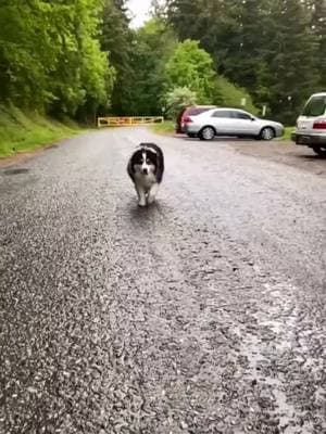 Got a whole lot of personality ❤️  Follow @australianshepherdvibe  Credits @my_aussie_gal - - - - - #australianshepherd #australiansheperd #austrailianshepherd #australianshepherd world #australianshepherds #australian_shepherd #australianshepherdlove #shepherdaustralian #australianshepherded