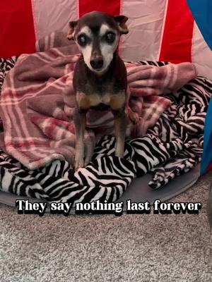 #CapCut #pipertheminpin #dogdaddy #dogdad #piperstong #minpinsoftiktok #minpins #minpin #frostedface #minpinsoftiktok💕 #dogsoftiktok #minaturepincher #seniordogsoftiktok #dogdementia #agingdog #frostedfaces #dogs #dogsnamedpiper #blinddogsoftiktok 