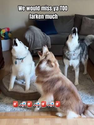 It’s Been Fun TikTok 😭 #husky #tiktokban #ban #dogs #dogsoftiktok #huskylife #funnyvideo #siberianhuskies #howling #dogsoftiktokviral #talkingdog #fyp #Huskies #weloveyou #goodbye #huskies #funnydogs #dog #Huskies 