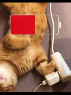 #greenscreenvideo they are so unpredictable! #cats #catsoftiktok #zoomies #catzoomies #zoomiessss #zoomiecat #charger #charging #resting #sunbeam #cattok #catlover #catmom 