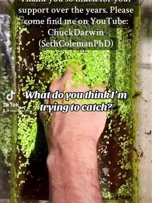 So long and thanks for all the fish. Also on IG: ChuckDarwinScience #tiktokban #youtube #sciencecommunication ##solongandthanksforallthefish #chuckdarwin #ig 