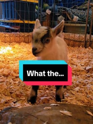 #goattok #2025showseason #showgoats #pygmygoats #pygmygoatsoftiktok #babypygmygoats #babygoats #babies #lifeofashowdoe #npga 