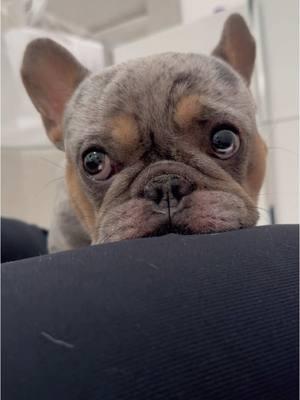 🥺 #petme #cutestdog #frenchbulldogs #petlovers #puppyvideos 