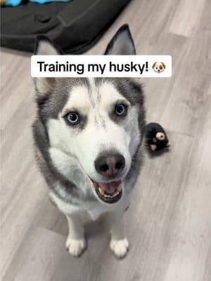 Let’s train my husky! Took us a long time to get here but it was worth it. My top tip: always have high-value treats on hand. My pup turned into a training rebel without them. Don't make the same mistake I did—keep those yummy rewards ready! 😂🩵  #husky #siberianhuskies #huskysoftiktok #talkingdog #doglove #dogvideos #stubborndog #dogtrainingtips #DogTraining #cutedogs #funnydogs #dogtok #dogsoftiktok #fyp 