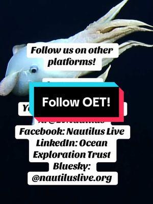 Are you following #OceanExplorationTrust on all your social media? Don’t let #NautilusLive leave your algorithm! #followus #oceanexploration #oceanscience #evnautilus #underwatervideo  