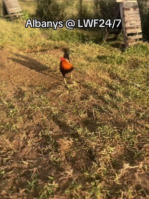 - #gamefowlbreeder #gamefowlnation #gamefowl life #AsilGamefowl  #GreyGamefowl #RoundheadGamefowl  #RadioGamefowl #whitegamefowl #johnnyjumper #winningtime #gilmoregamefowl#RampurriAseels 