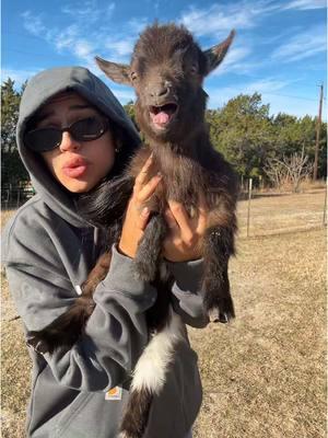 I gave him a good treat and cuddle after this I promise #goat #babyfarmanimals #farmtok #weirdpets #fyp #babygoat 