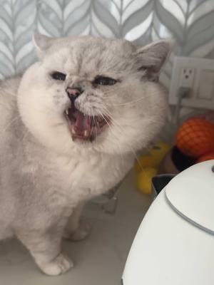 Apollo is teaching the kittens how to break the rules at home.  Apollo is not allowed to be on countertop.  . . . #britishshorthair #cat #kitten #kitty#meiw #cute #funnycat #hungrycat #tiktokcat #pur 