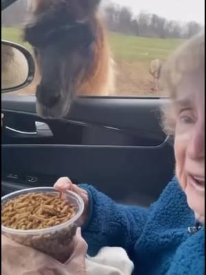 Last time we take grandma to a safari 😂 #safari #fail #funnyfails #funnymoments #failvideo #grandmasoftiktok #afentertaiment #fyp #unitedstates 