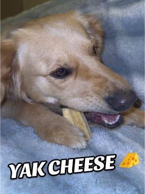 Our doggos absolute favorite!! It’s so hard to find treats that lasts long enough to keep them busy! And these Yak Cheese are the beat! #ecokind #yakcheese #himalayanyakchew #yakchew #dogtreats #dogchews 