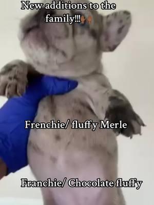 #frenchiesoftiktok #frenchie #fluffycarrierfrenchie #fluffydog #merlefrenchie #dogsoftiktok #fluffypuppy 