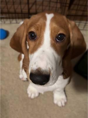 Marv just wants to love you #puppykisses #kissesforyou #bassethound #puppy