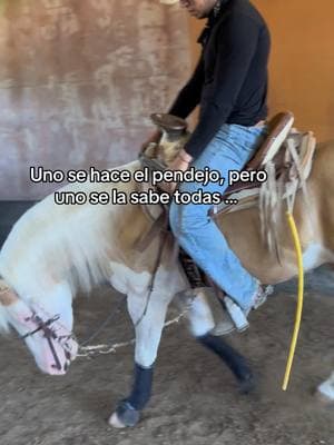 #AGperformancehorses #caballostiktokers #animalestiktokers_ #fypシ #contenido #trending #jaliscomexico #fyppppppppppppppppppppppp #