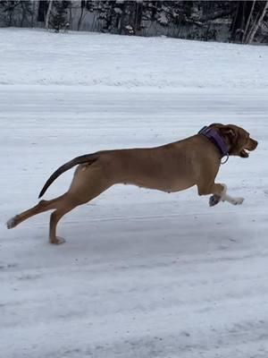 would you rather have the ability to control time or the ability to control people's thoughts? 💭 #americanpitbullterriermix#dog #dogcommunity#uppermichigan  