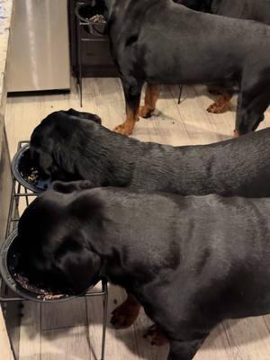 Meal time with Rambo, Retro, Rascal, Rosh & Ready!🐶🐶🐶🐶🐶🥩#fyp #influencer #rottweilersoftiktok #rottweilers #dogs #california #georgia #rottweilerlover #puppies #foryou #dc #fypシ #foryoupage #rottweiler #dogsoftiktok 