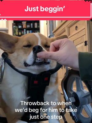 Thankfully this stubborn Corgi has agreed to walk in his wheelchair. Only took 4 years.  #specialneedsdog #dogwheelchair #ectrodactyly #tripod #corgi #onthisday 