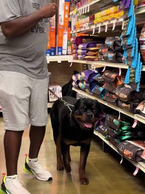 Throwback: Ready & Grand Paw Paw getting some in store training done!🐶🐶🐶🐶🐶❤️#fyp #influencer #rottweilersoftiktok #rottweilers #dogsoftiktok #dogs #california #foryoupage #rottweiler #foryou #puppies #fypシ #foryoupageonly #dog 